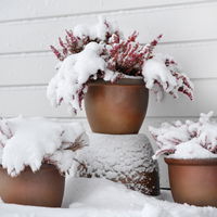 Diese 5 winterharten Kübelpflanzen trotzen Kälte auf Terrasse und Balkon
