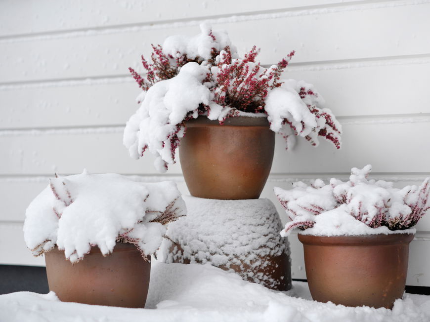 Winterharte Kübelpflanzen