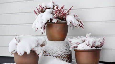 Diese 5 winterharten Kübelpflanzen trotzen Kälte auf Terrasse und Balkon