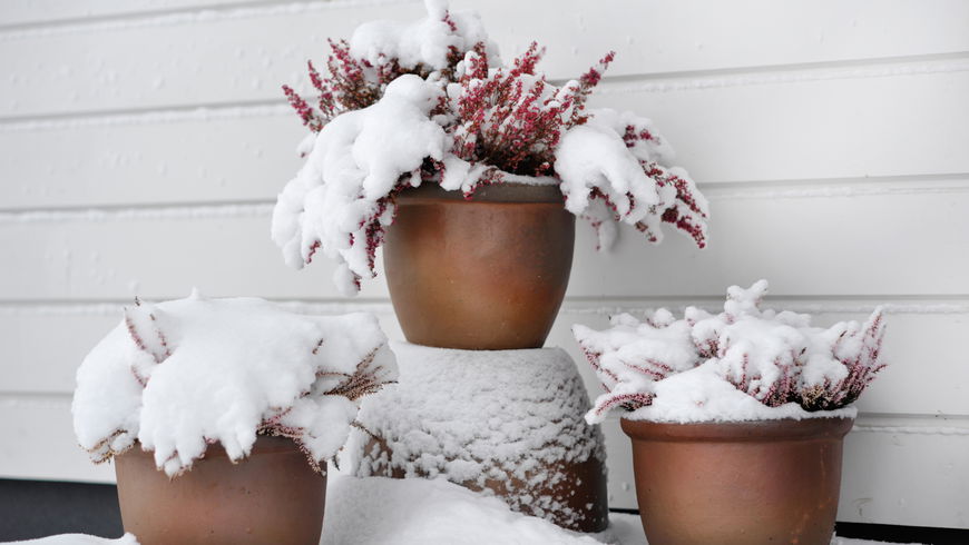 Diese 5 winterharten Kübelpflanzen trotzen Kälte auf Terrasse und Balkon