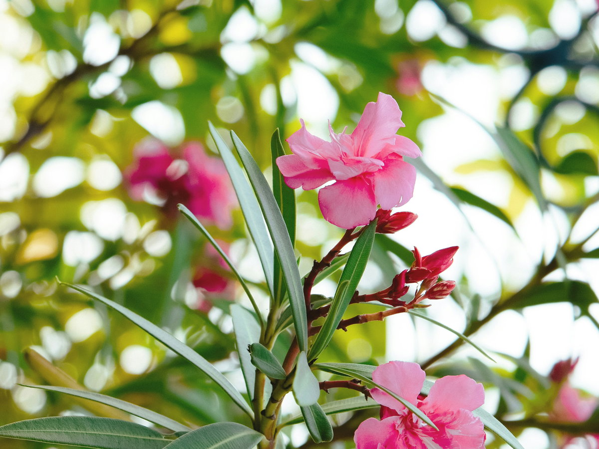 Oleander