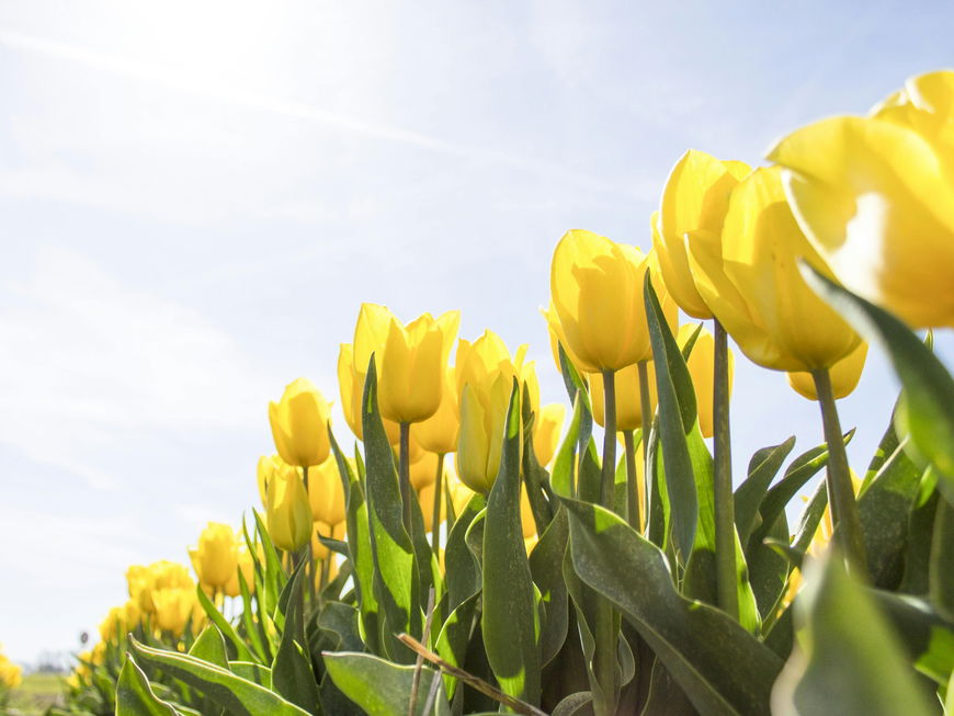 Tulpen auf einem Feld im Frühling