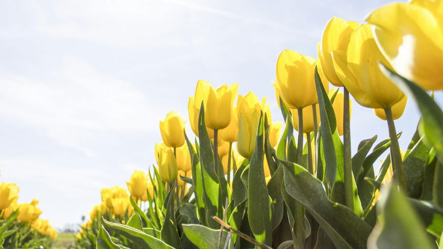 Wetter im Frühling: SO warm werden die nächsten Monate