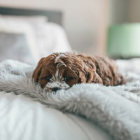 Hund im Bett? Wann es sinnvoll ist und wann es zur Last wird