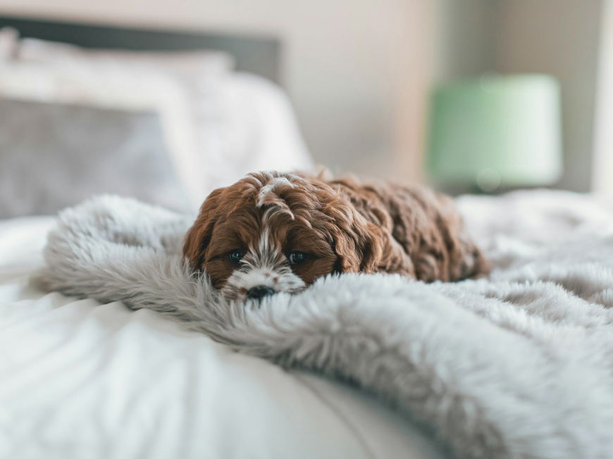 Kleiner brauner Hund liegt im Bett auf einer Decke.