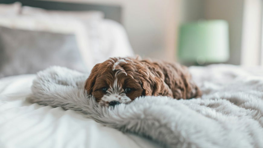 Hund im Bett? Wann es sinnvoll ist und wann es zur Last wird