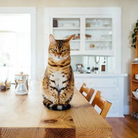 5 typische Probleme, die jede Katzenbesitzerin kennt