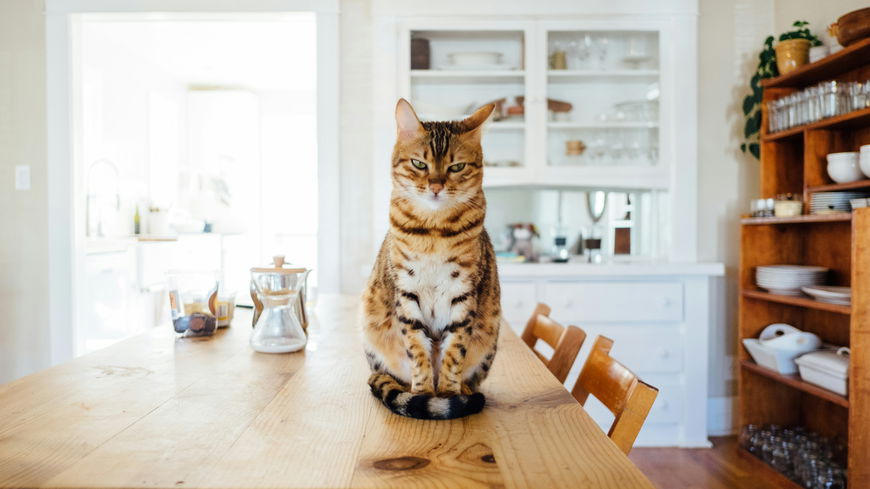 5 typische Probleme, die jede Katzenbesitzerin kennt