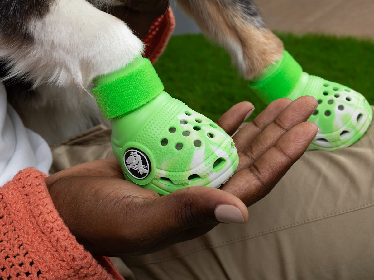 Crocs an den Pfoten eines Hundes.