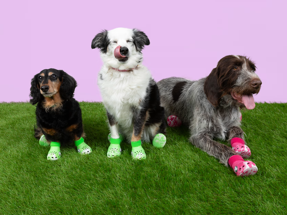 Hunde mit Crocs an den Pfoten