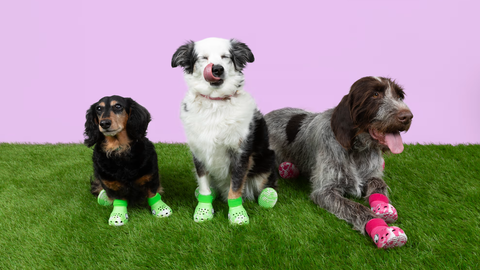 Crocs für Hunde? Hier kannst du die niedlichen Schuhe kaufen