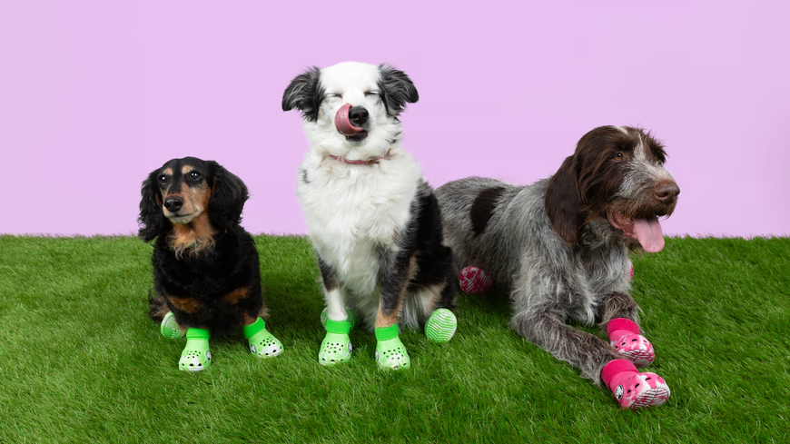 Crocs für Hunde? Hier kannst du die niedlichen Schuhe kaufen