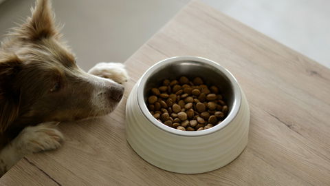Hund vegan ernähren? So sinnvoll ist fleischloses Futter für deinen Vierbeiner