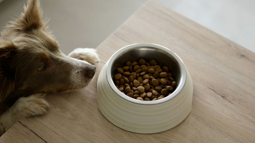 Hund vegan ernähren? So sinnvoll ist fleischloses Futter für deinen Vierbeiner
