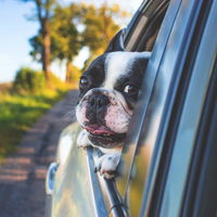 Die hundefreundlichste Stadt Deutschlands? Der erste Platz überrascht!