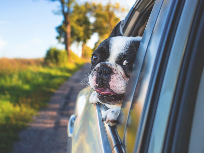 Hund guckt aus dem Fenster eines Autos.