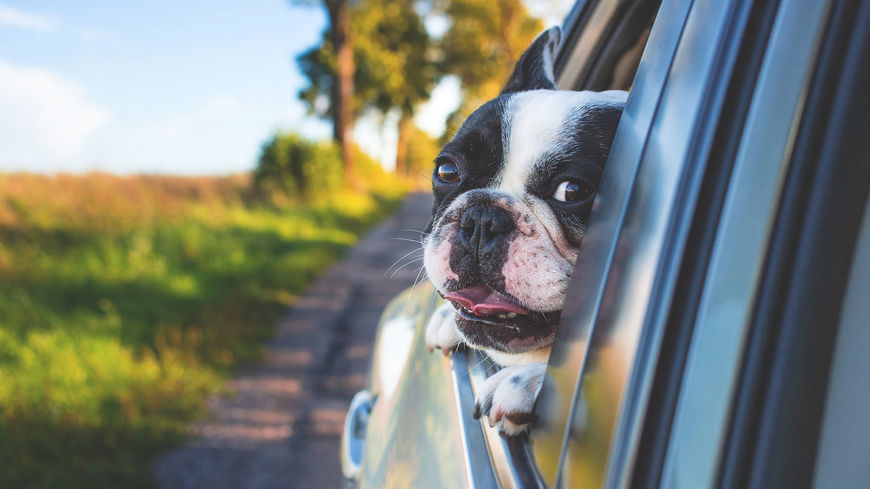 Die hundefreundlichste Stadt Deutschlands? Der erste Platz überrascht!