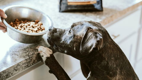 Öko-Test 2024: Diese Hundefuttersorten kassieren sogar Note 6