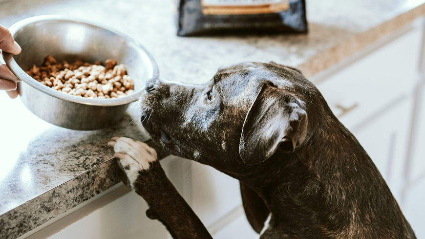 Öko-Test 2024: Diese Hundefuttersorten kassieren sogar Note 6