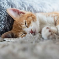 Warum schlafen Katzen so viel? Diese Anzahl an Stunden ist bei Stubentigern völlig normal