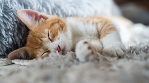 Warum schlafen Katzen so viel? Diese Anzahl an Stunden ist bei Stubentigern völlig normal