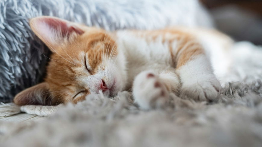 Warum schlafen Katzen so viel? Diese Anzahl an Stunden ist bei Stubentigern völlig normal