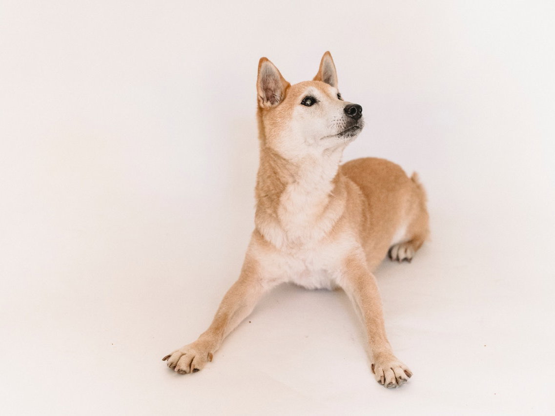 Akita liegt auf dem Boden mit ausgestreckten Pfoten.