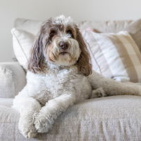 Hunde, die nicht haaren? Das sind die 6 beliebtesten Rassen