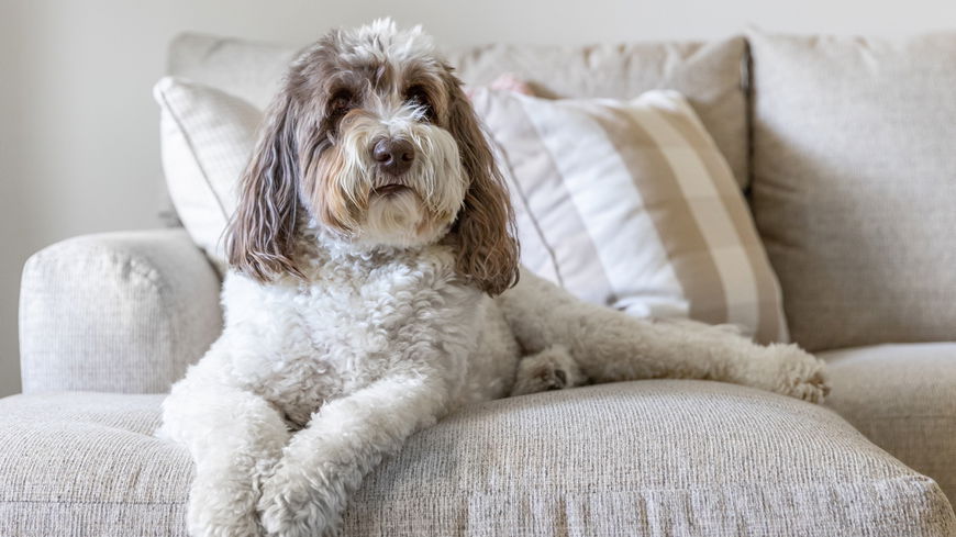 Hunde, die nicht haaren? Das sind die 6 beliebtesten Rassen