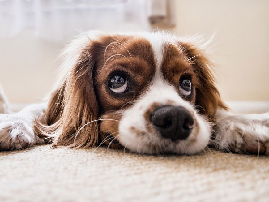 Cocker Spaniel liegt auf dem Boden.