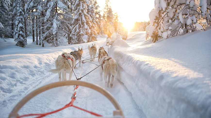 Unvergessliche Erlebnisse: Huskys, Schnee und Nordlichter in Lappland entdecken
