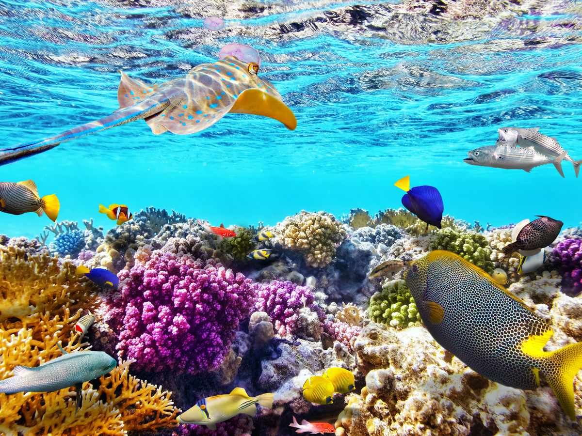 Korallenriff vor Sharm El-Sheikh