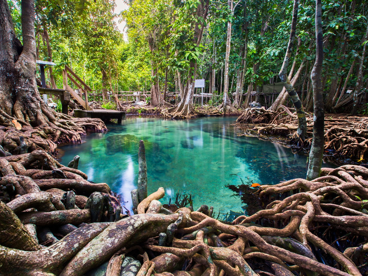 Ein Mangrovenwald mit einem See in Krabi.