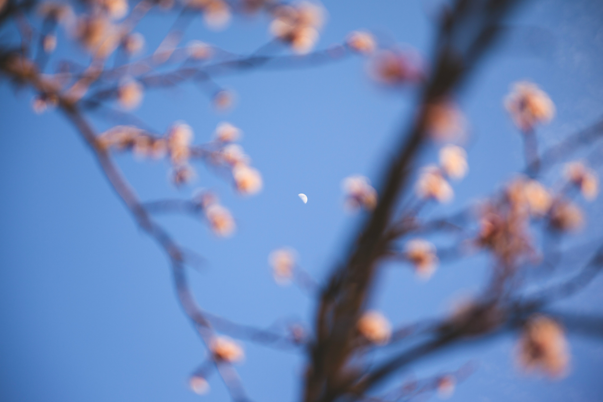 Der Mond scheint durch Frühlingszweige