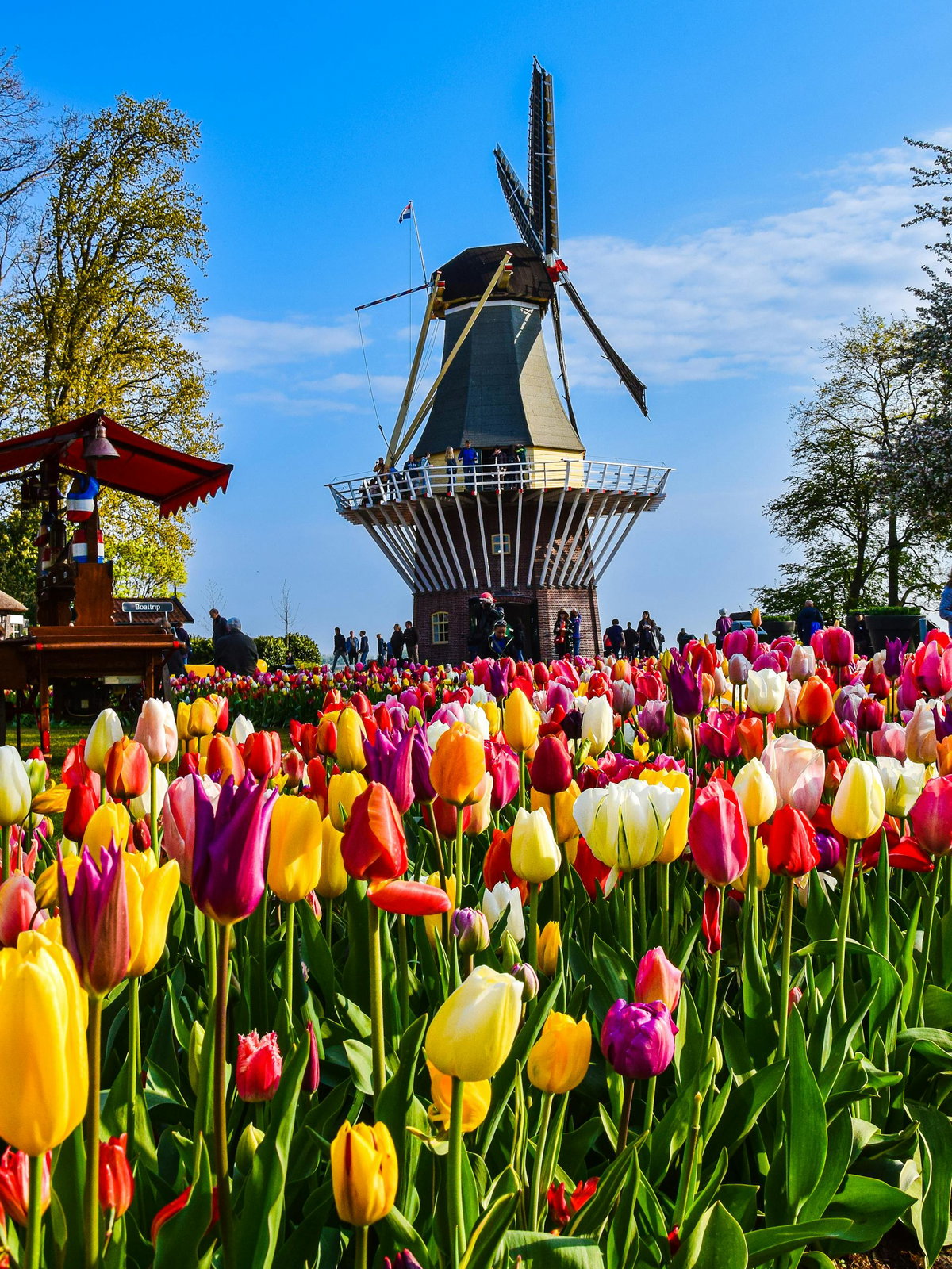 Eine Windmühle hinter einem Feld voller bunter Tulpen.