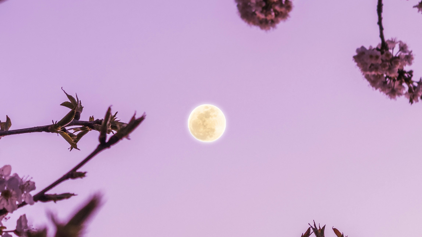 "Blumenmond": Der heutige Vollmond sorgt bei 4 Sternzeichen für drastische Veränderungen