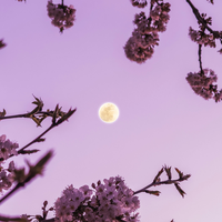 Vollmond im April: 3 Sternzeichen, die sich zum Pink Moon verlieben