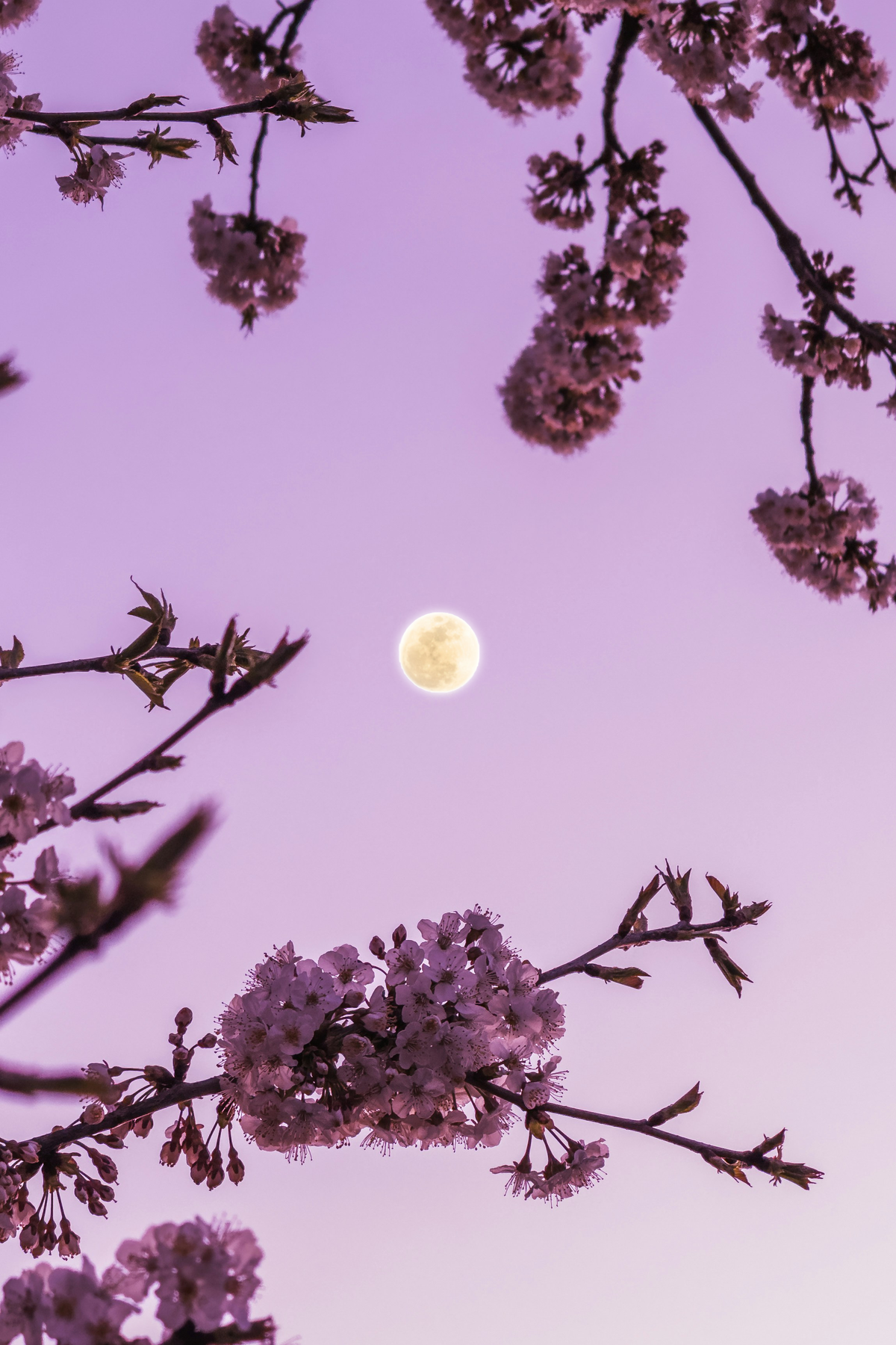 Vollmond vor rosa Himmel