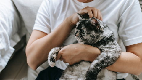 Verschmuste Katzenrassen: Diese 6 Katzen kuscheln besonders gerne