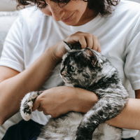 Verschmuste Katzenrassen: Diese 6 Katzen kuscheln besonders gerne