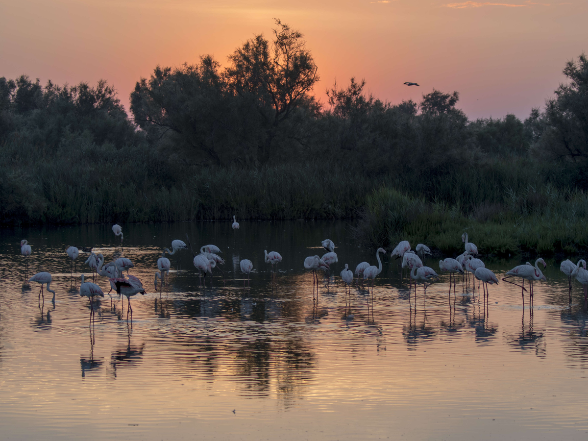 Flamingos in der Camargue bei Sonnenuntergang