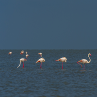 Statt Fernreise: Die Camargue in Südfrankreich ist das Flamingo-Paradies in Europa