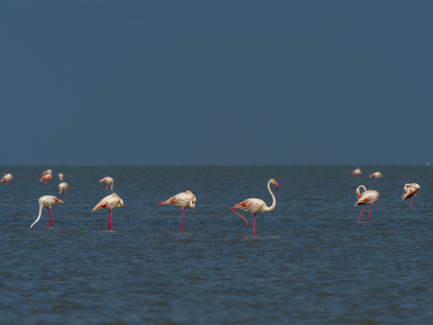 Flamingos in der Camargue in Südfrankreich.