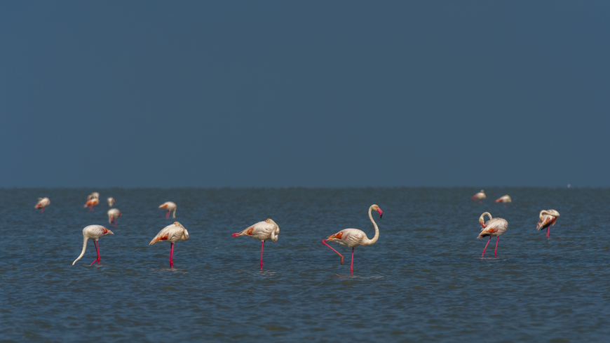 Statt Fernreise: Die Camargue in Südfrankreich ist das Flamingo-Paradies in Europa