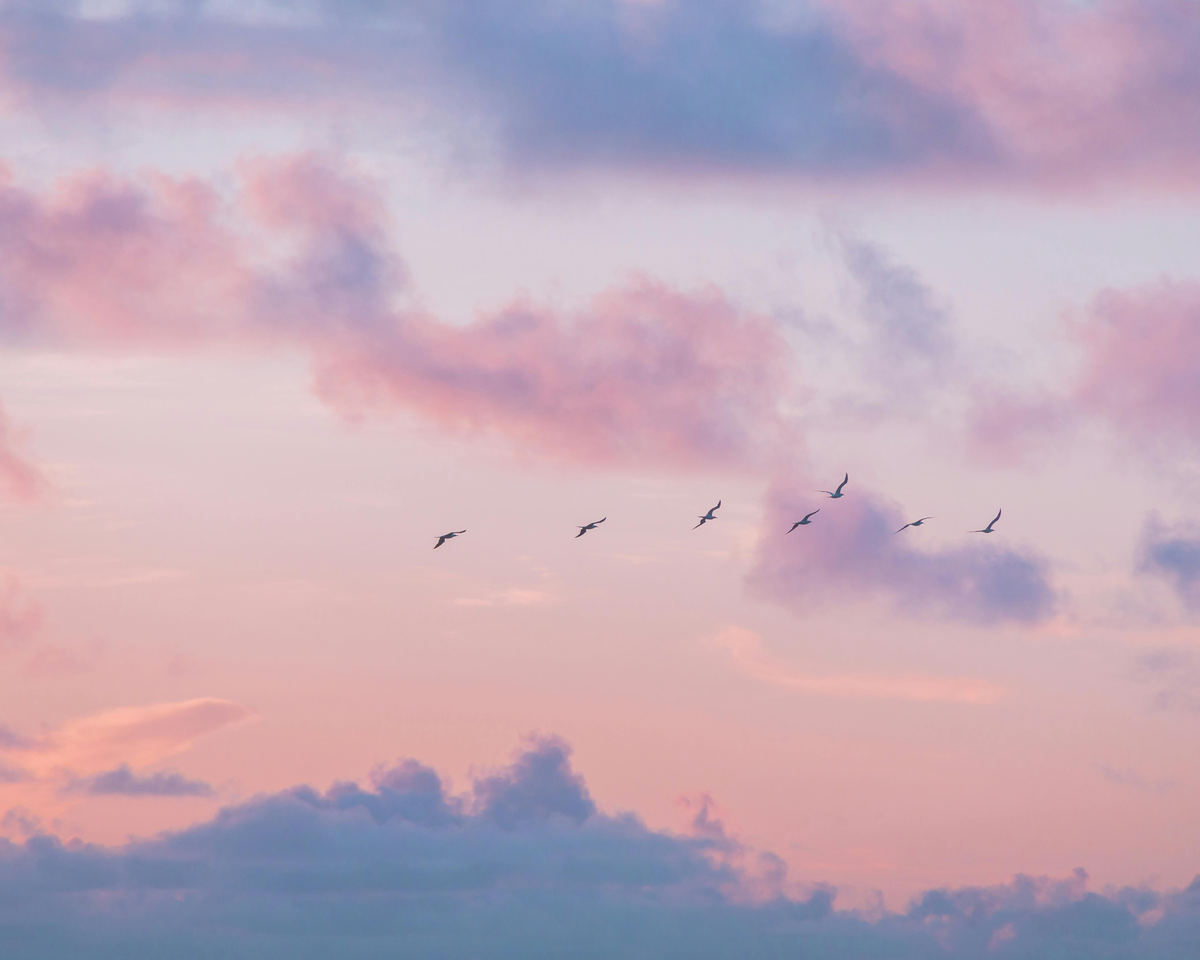 Abendhimmel mit Vögeln