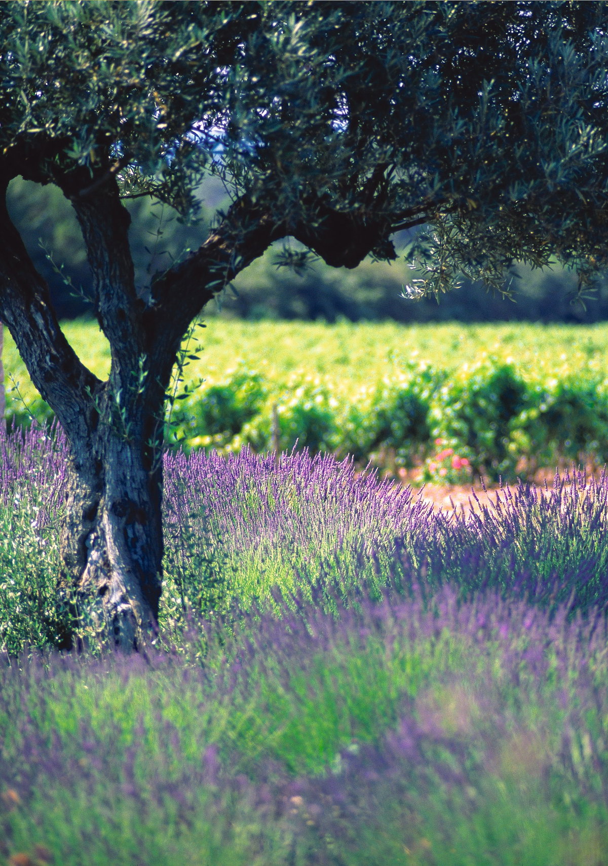 Ein Trip in die Provence oder ins Valtènesi lohnt sich nicht nur wegen der einzigartigen Natur