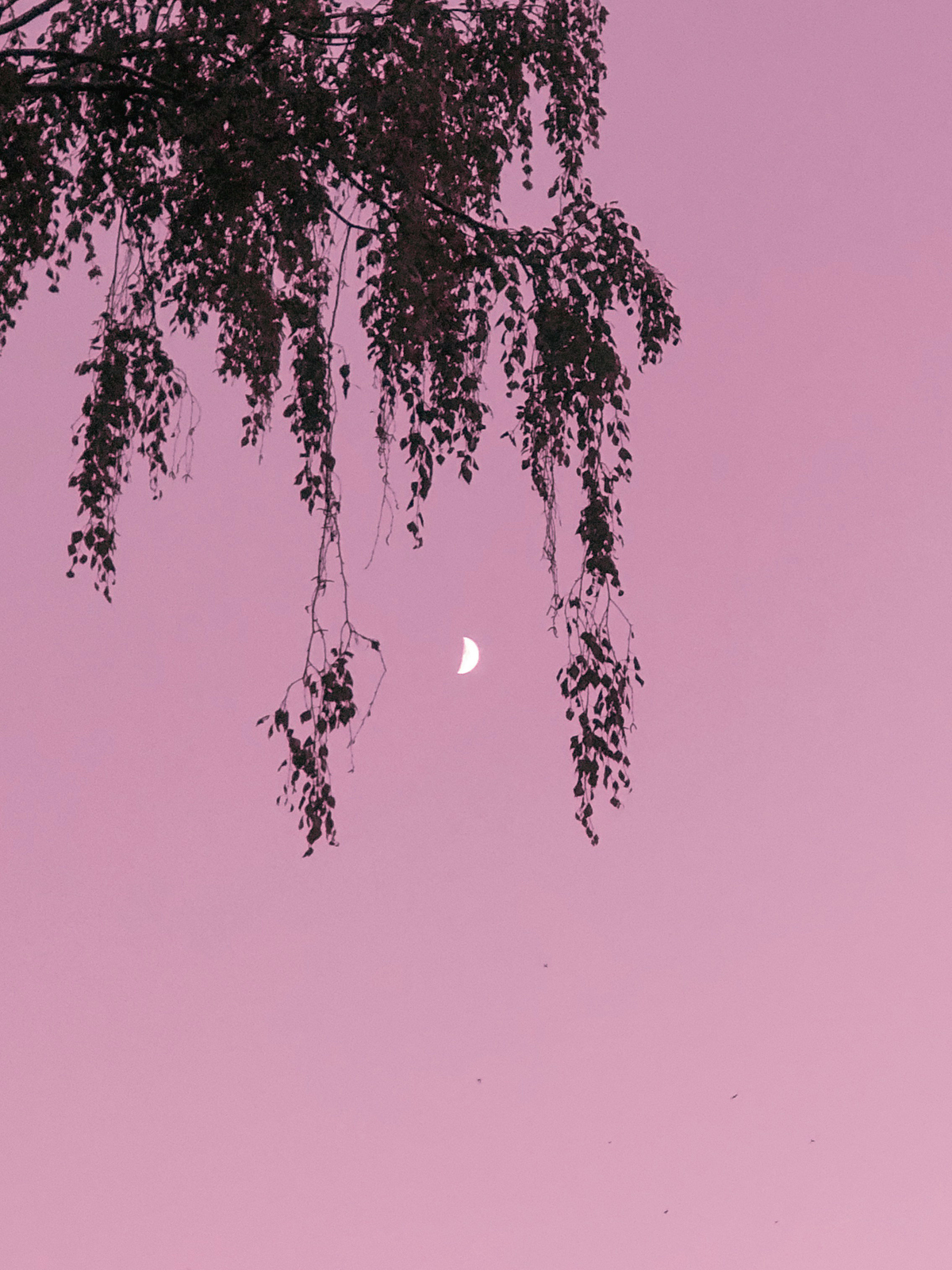 Rosa Himmel mit Mond
