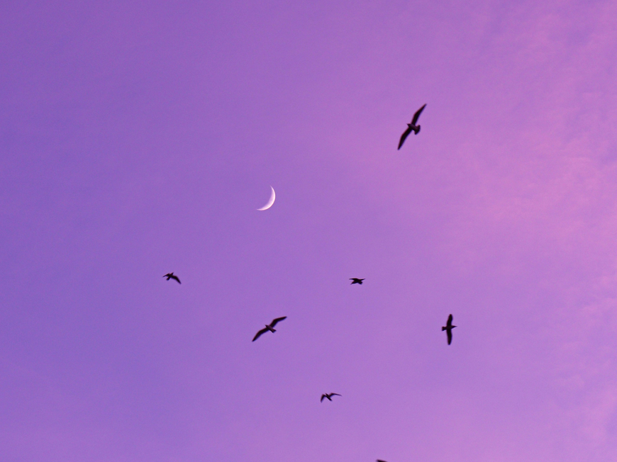 Neumond an lila Abendhimmel