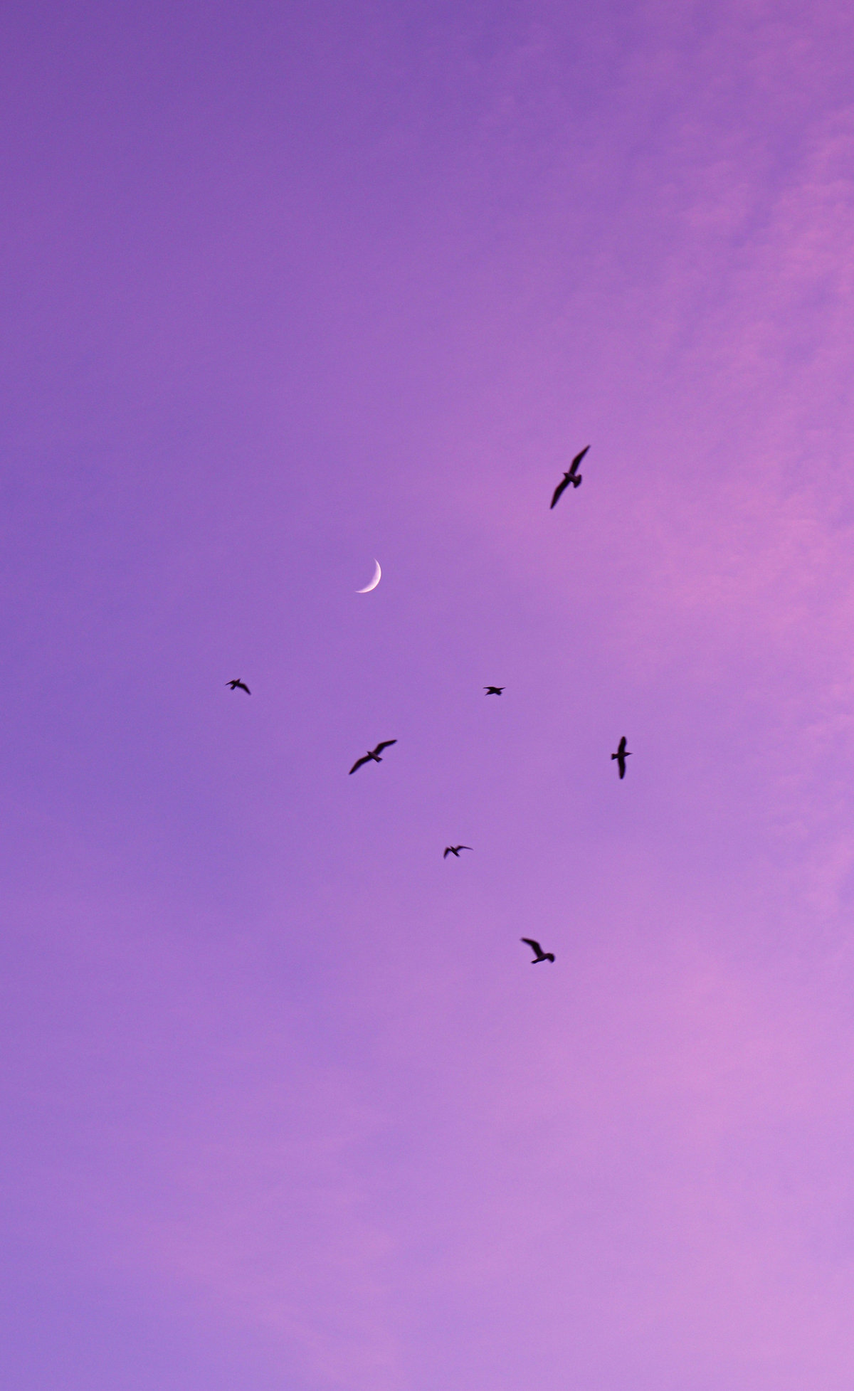 Neumond an lila Abendhimmel