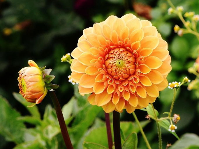 Blühende Blumen im Garten